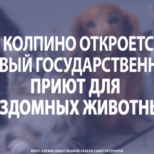 В Колпино откроется первый государственный приют для бездомных животных