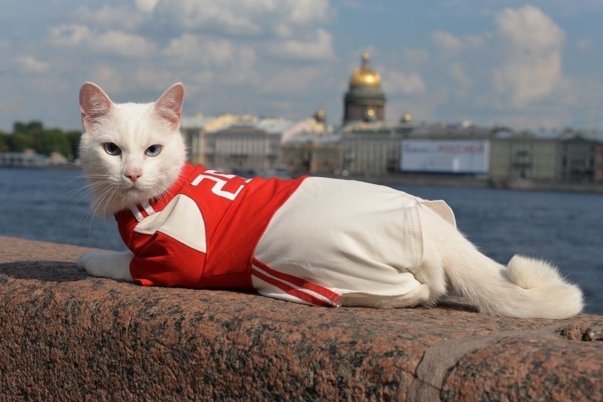 Кот спб. Эрмитажный кот Ахилл. Кот Ахилл из Эрмитажа. Эрмитажный кот в Санкт-Петербурге. Эрмитажные коты.